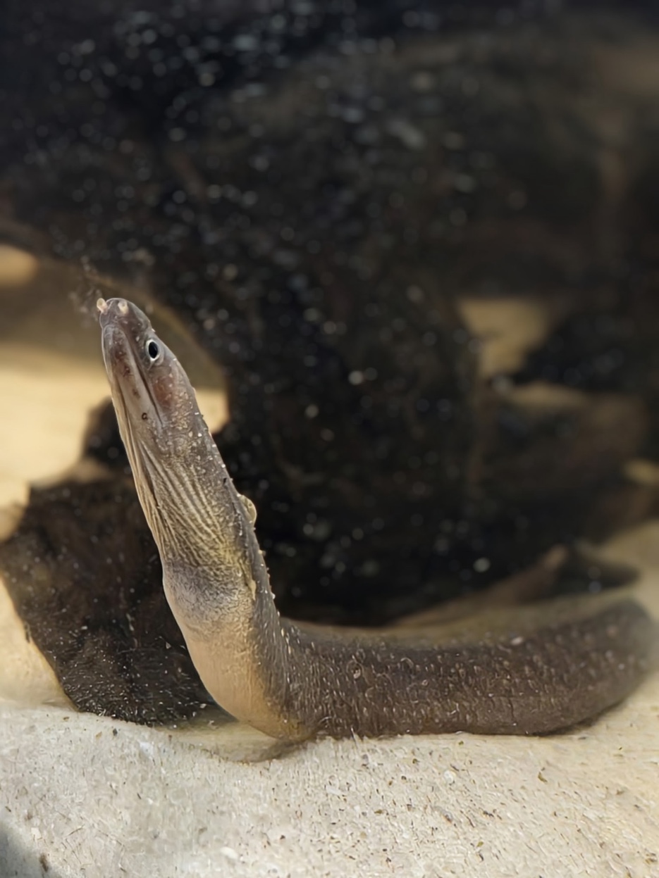 Exotic moray eel