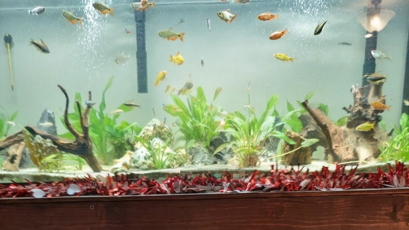 Planted community tank